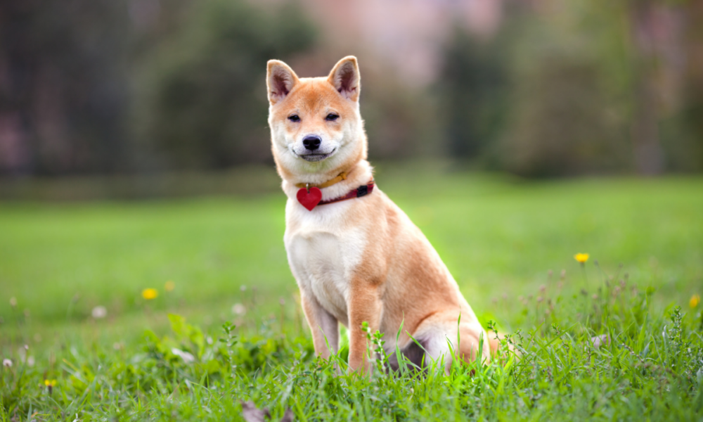 Shiba Inu: Measuring the true potential of still HODLing SHIB