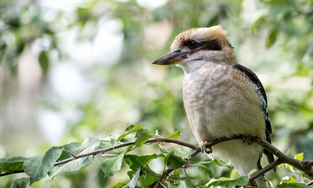 XRP, Axie Infinity, SushiSwap Price Analysis: 14 April