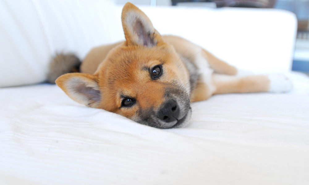 Shiba Inu, Polkadot, Uniswap Price Analysis: 12 April