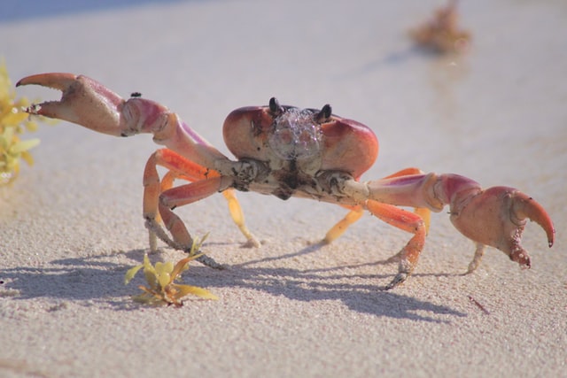 Into Crab Mode, Bitcoin Bullish Potential Capped For The Coming Months?