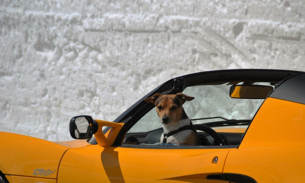 Dogecoin: Important resistance level on lower timeframe will be…