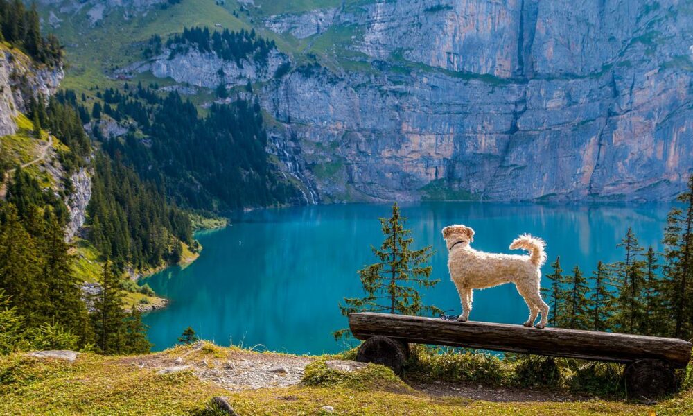 Dogecoin: Will DOGE’s latest approach find a different result this time