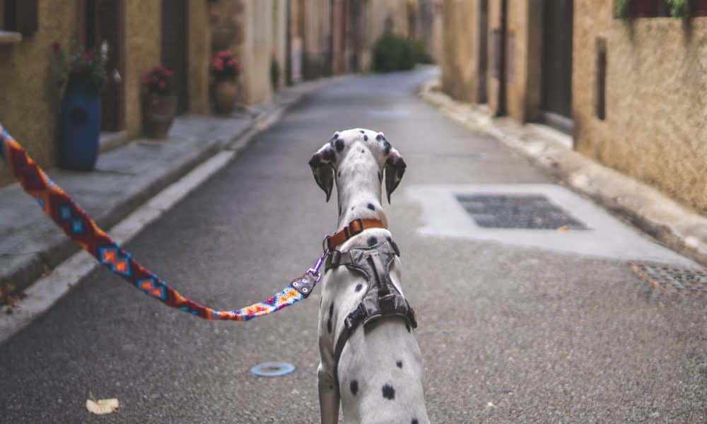 >100 days on, is LEASH sharing the same fortunes as SHIB after Public Sale