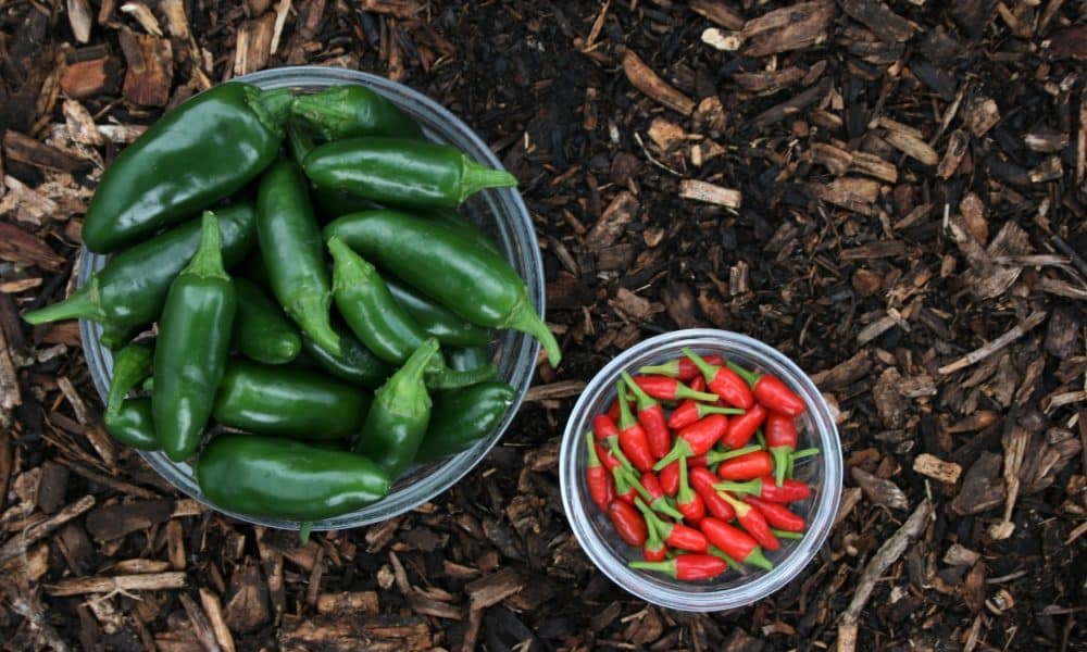 CHZ jumps 27% in the last seven days as whales now prefer green ‘Chiliz’