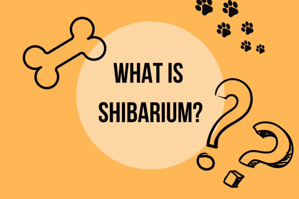 What is Shibarium? Everything You Need To Know